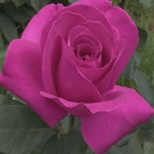 Purple Beauty / Перпл Б’юті
